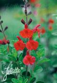 Salvia (Salie) gregii Autumn Sage